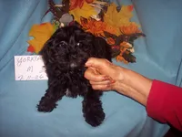 YORKIPOO BOY # 3, a male Yorkipoo for sale in Gresham, WI – 2 of 2