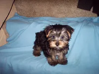 YORKSHIRE TERRIER BOY, a male Yorkshire Terrier for sale in Gresham, WI – Photo 2 of 4