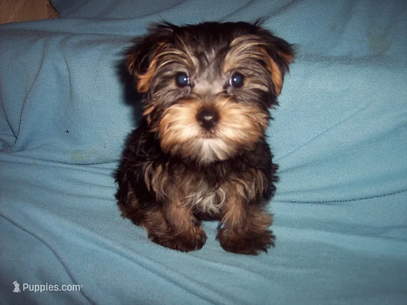 YORKSHIRE TERRIER BOY