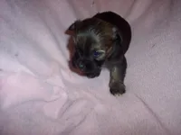 SHORKIE GIRL   #2, a female Shorkie for sale in Gresham, WI – 2 of 3
