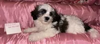 TONIA, a female Shichon for sale in Gresham, WI – 1 of 1