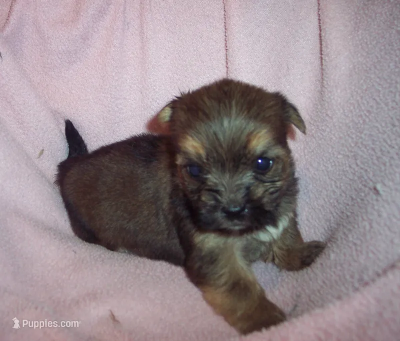 SHORKIE GIRL   #1 – Shorkie puppy for sale in Gresham, WI