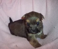 SHORKIE GIRL   #1, a female Shorkie for sale in Gresham, WI – 1 of 2
