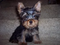 WALTER, a male Yorkshire Terrier for sale in Gresham, WI – Photo 1 of 3