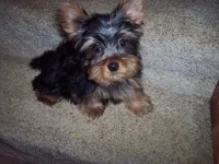 WALTER, a male Yorkshire Terrier for sale in Gresham, WI – Photo 2 of 3