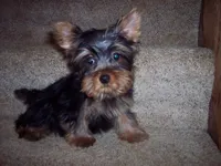 WALTER, a male Yorkshire Terrier for sale in Gresham, WI – Photo 3 of 3
