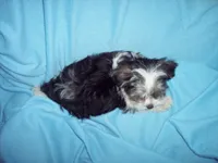 SHORKIE BOY #1, a male Shorkie for sale in Gresham, WI – 2 of 3