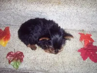 MARIGOLD, a female Yorkshire Terrier for sale in Gresham, WI – Photo 3 of 3