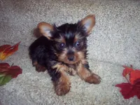 MARIGOLD, a female Yorkshire Terrier for sale in Gresham, WI – Photo 1 of 3