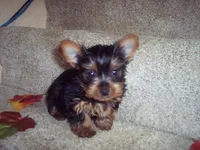 MARIGOLD, a female Yorkshire Terrier for sale in Gresham, WI – Photo 2 of 3