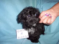 YORKI POO BOY, a male Yorkipoo for sale in Gresham, WI – Photo 3 of 4