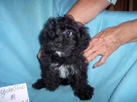 YORKI POO BOY, a male Yorkipoo for sale in Gresham, WI – Photo 1 of 4