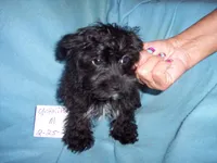 YORKI POO BOY, a male Yorkipoo for sale in Gresham, WI – Photo 4 of 4
