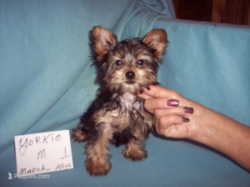 YORKSHIRE TERRIER BOY #1 – Yorkshire Terrier puppy for sale in Gresham, WI