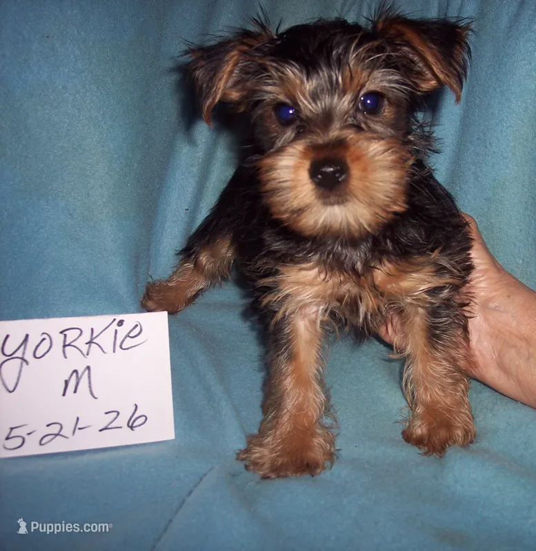YORKSHIRE TERRIER BOY  – Yorkshire Terrier puppy for sale in Gresham, WI
