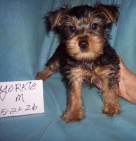 YORKSHIRE TERRIER BOY , a male Yorkshire Terrier for sale in Gresham, WI – 1 of 2
