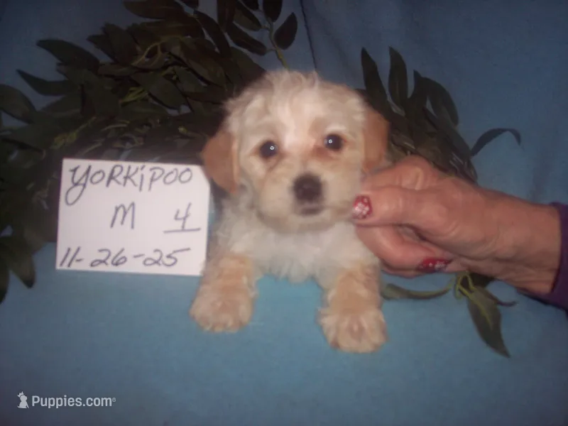 YORKIPOO BOY # 4