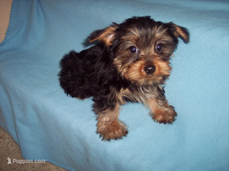 WALTER, a male Yorkshire Terrier for sale in Gresham, WI – Photo 1 of 3