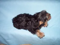 WALTER, a male Yorkshire Terrier for sale in Gresham, WI – Photo 3 of 3