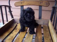 YORKI POO ON SALE, a male Yorkipoo for sale in Gresham, WI – Photo 2 of 4