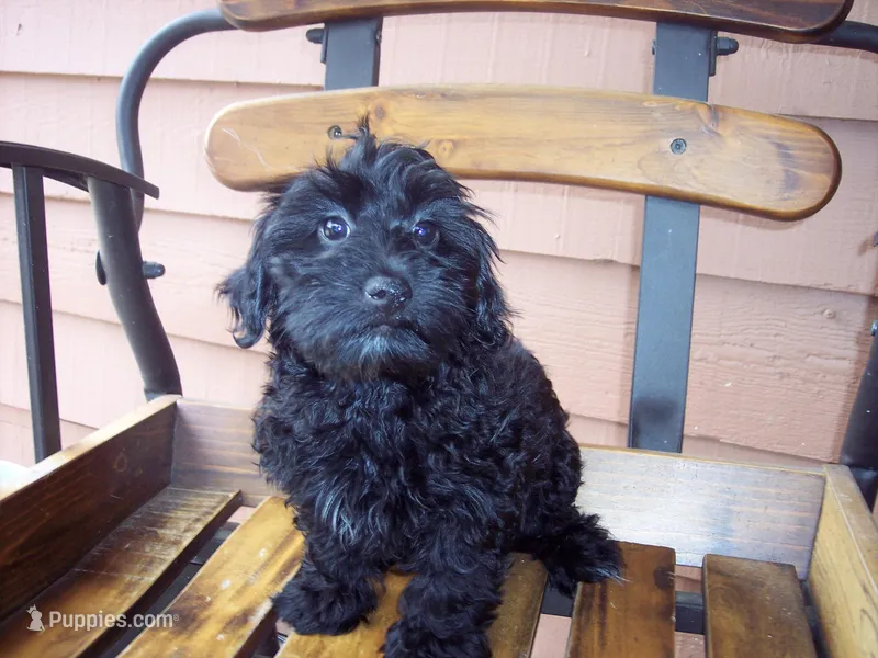YORKI POO ON SALE