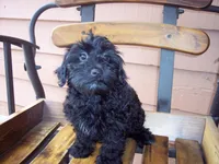 YORKI POO ON SALE, a male Yorkipoo for sale in Gresham, WI – Photo 1 of 4