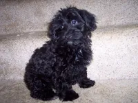 YORKI POO ON SALE, a male Yorkipoo for sale in Gresham, WI – Photo 3 of 4