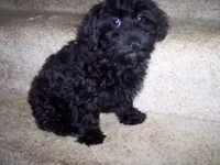 YORKI POO ON SALE, a male Yorkipoo for sale in Gresham, WI – Photo 4 of 4
