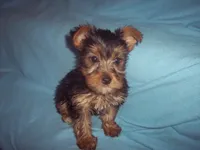 MILFORD, a male Yorkshire Terrier for sale in Gresham, WI – Photo 1 of 2
