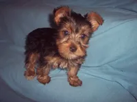 MILFORD, a male Yorkshire Terrier for sale in Gresham, WI – Photo 2 of 2