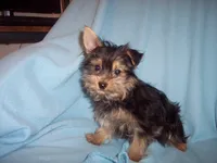 YORKIE MIX 3, a male Yorkshire Terrier for sale in Gresham, WI – 1 of 2