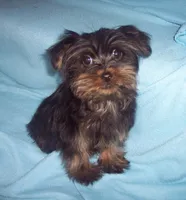 WALTER , a male Yorkshire Terrier for sale in Gresham, WI – Photo 2 of 2