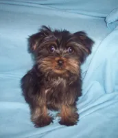 WALTER , a male Yorkshire Terrier for sale in Gresham, WI – Photo 1 of 2