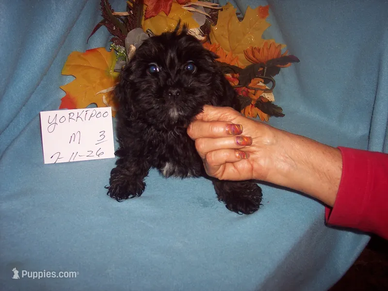 YORKIPOO BOY # 3 – Yorkipoo puppy for sale in Gresham, WI