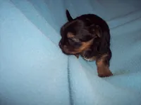 SHORKIE BOY  , a male Shorkie for sale in Gresham, WI – 2 of 3