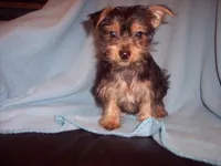 YORKIE MIX 1, a male Yorkshire Terrier for sale in Gresham, WI – 2 of 4