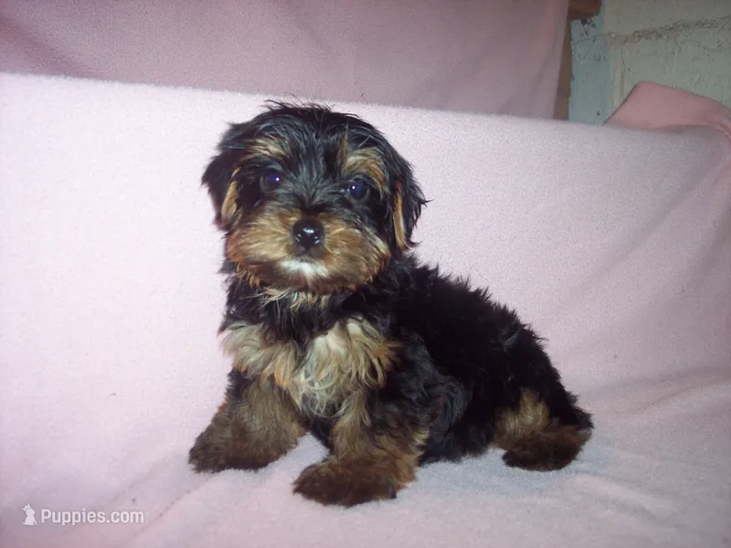 YORKIE GIRL # 1 – Yorkshire Terrier puppy for sale in Gresham, WI