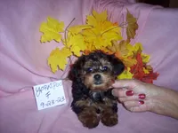 MIRANDA, a female Yorkipoo for sale in Gresham, WI – Photo 3 of 4