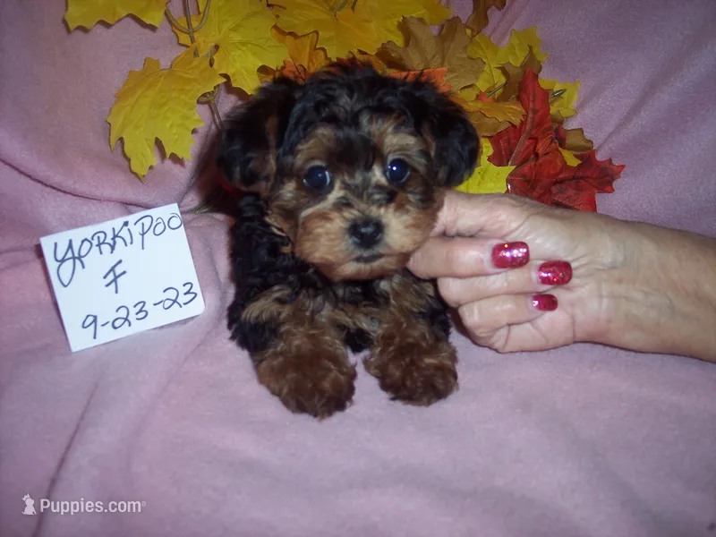 MIRANDA, a female Yorkipoo for sale in Gresham, WI – Photo 1 of 4