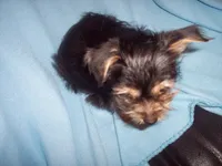 YORKIE MIX 1, a male Yorkshire Terrier for sale in Gresham, WI – 4 of 4