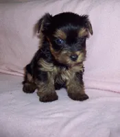 YORKIE GIRL # 1, a female Yorkshire Terrier for sale in Gresham, WI – 3 of 3
