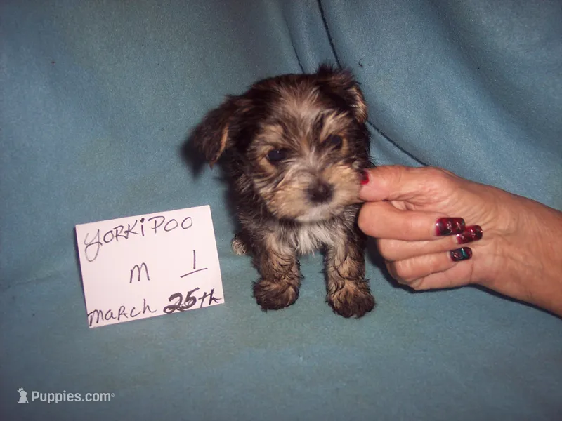 YORKI POO BOY  – Yorkipoo puppy on hold in Gresham, WI
