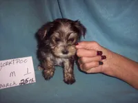 YORKI POO BOY , a male Yorkipoo for sale in Gresham, WI – 2 of 2
