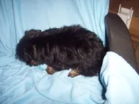 SHORKIE  BOY  #3, a male Shorkie for sale in Gresham, WI – 2 of 3