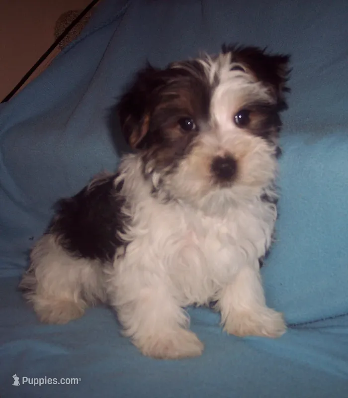 PARTI 2 – Yorkshire Terrier puppy for sale in Gresham, WI