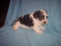 PARTI 2, a male Yorkshire Terrier for sale in Gresham, WI – Photo 3 of 3