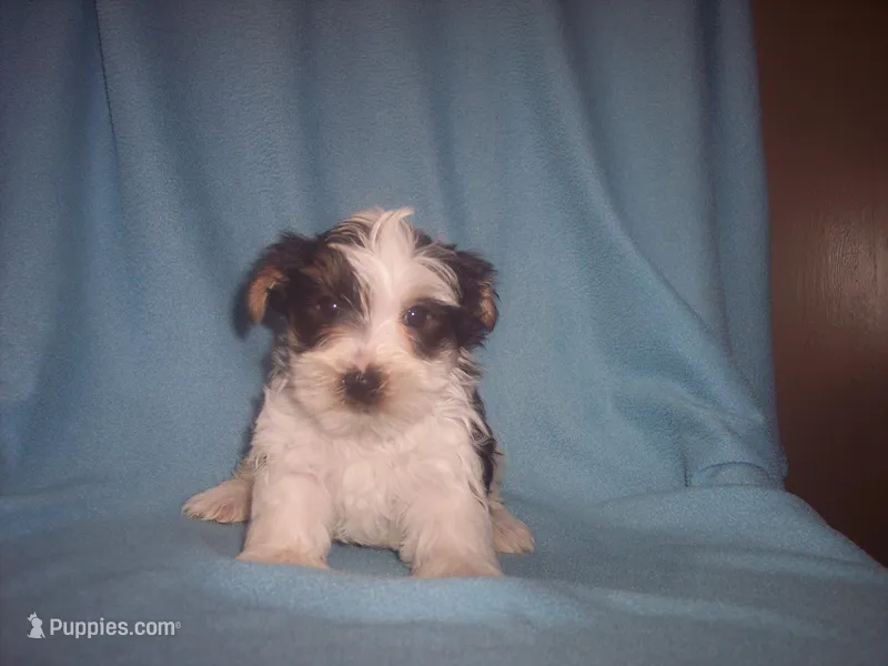 PARTI 2 – Yorkshire Terrier puppy for sale in Gresham, WI