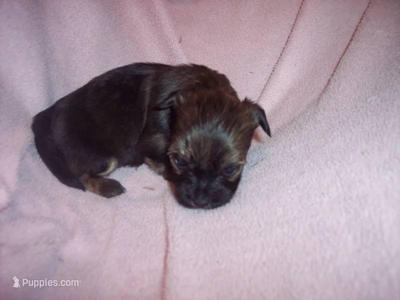 SHORKIE GIRL   #2 – Shorkie puppy for sale in Gresham, WI