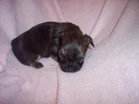 SHORKIE GIRL   #2, a female Shorkie for sale in Gresham, WI – 1 of 3