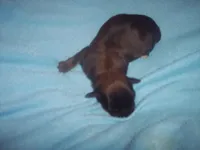 SHORKIE  BOY, a male Shorkie for sale in Gresham, WI – Photo 1 of 2